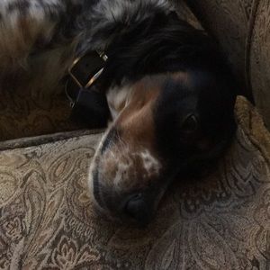 Meet your Posher, Susan